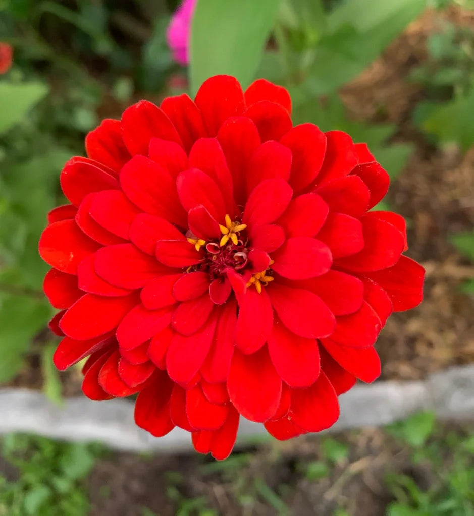 Zinnia Flower Seeds for Vibrant Garden Planting