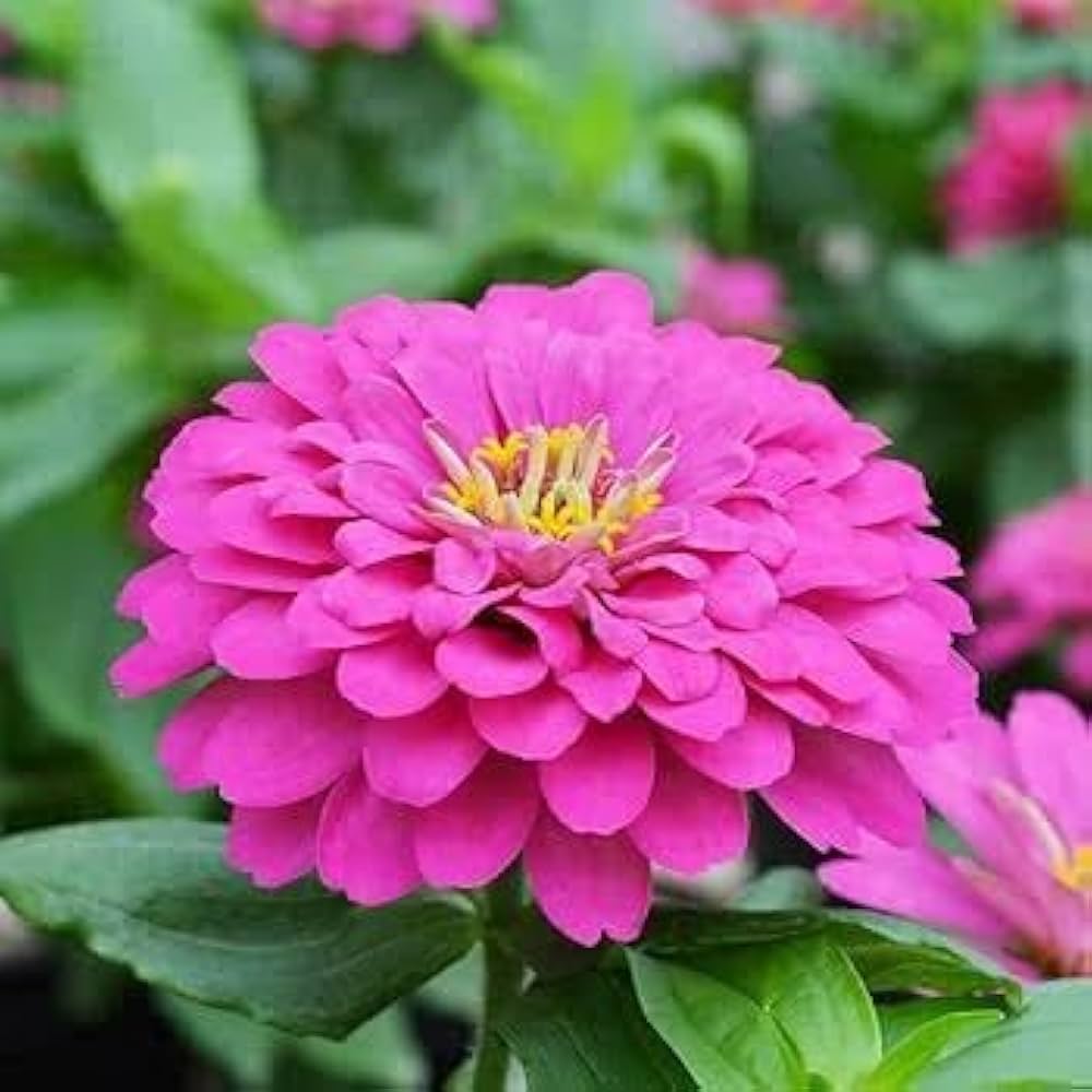 Vibrant Zinnia Flowers in Garden Bed