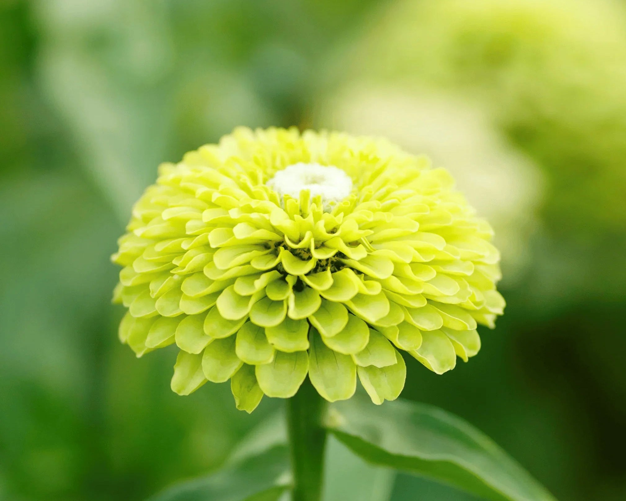 Zinnia Green Flower Seeds for Planting