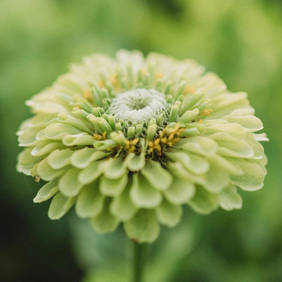 Zinnia Green White Plant Seeds for borders and pots