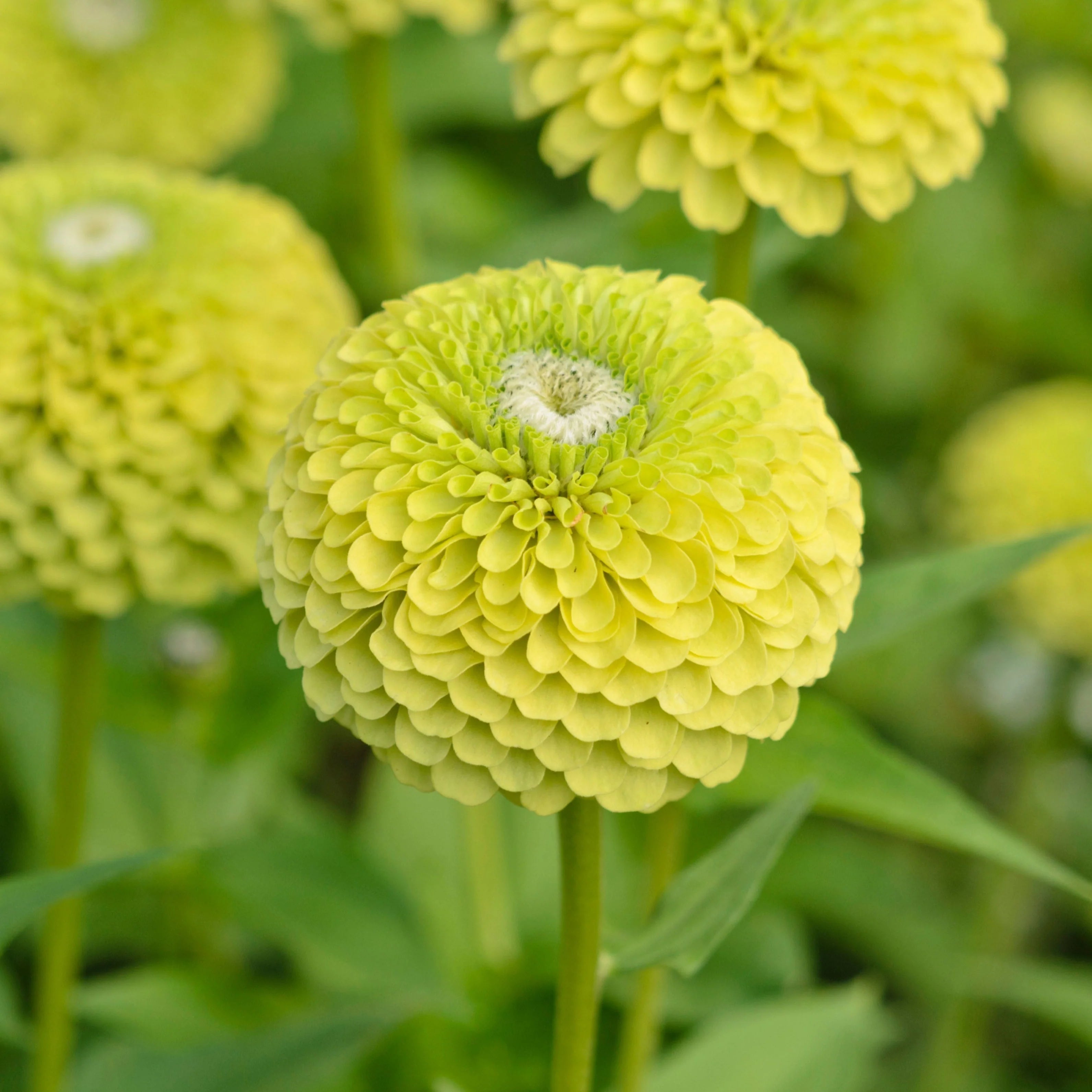 Zinnia Green White Seeds for stunning garden planting