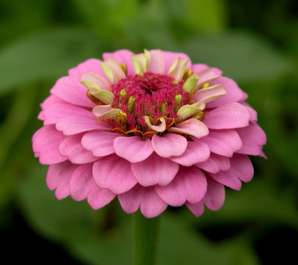 Zinnia Light Pink Seeds Planting and Growing Guide