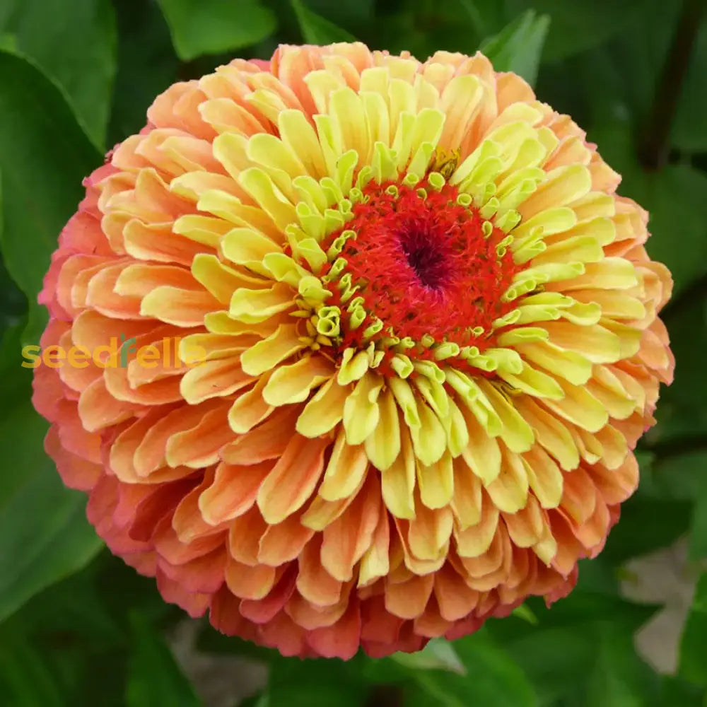 Zinnia Lime Orange flower seeds for vibrant garden blooms
