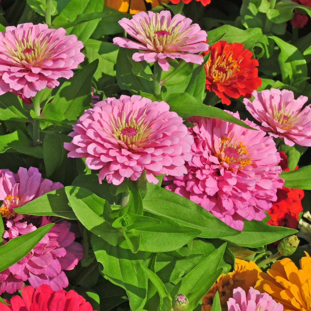 Pink Zinnia Flowers Growing in Garden Bed