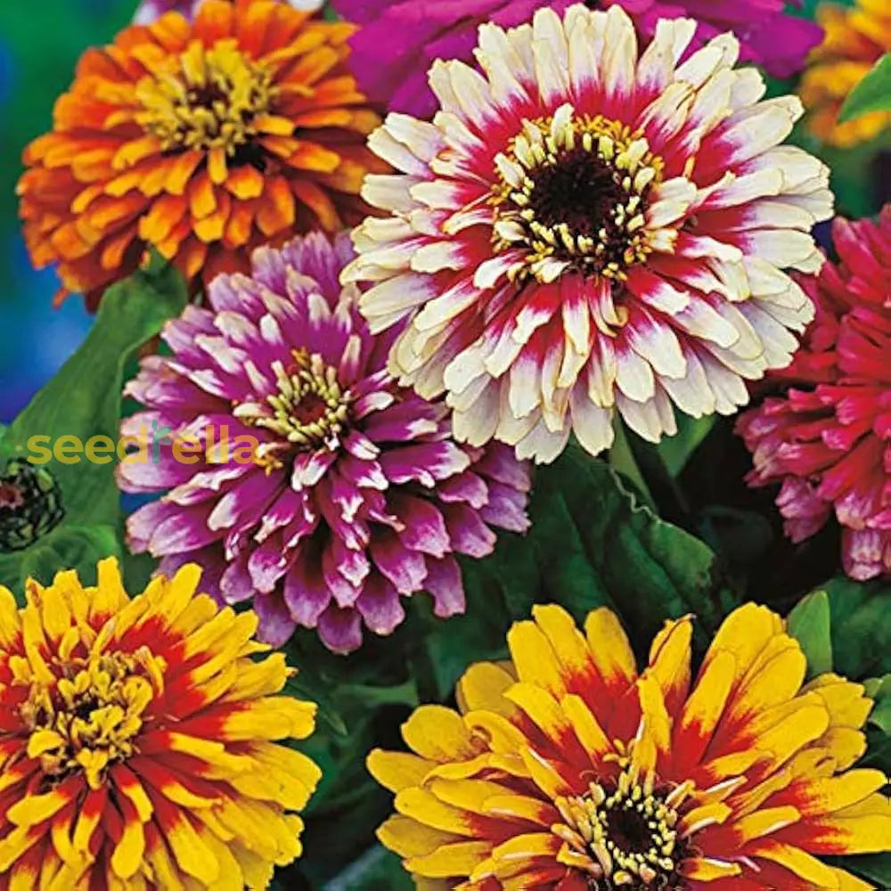 Zinnia Planting Flower Seeds Dark Yellow - For Colorful Blooms In Any Garden