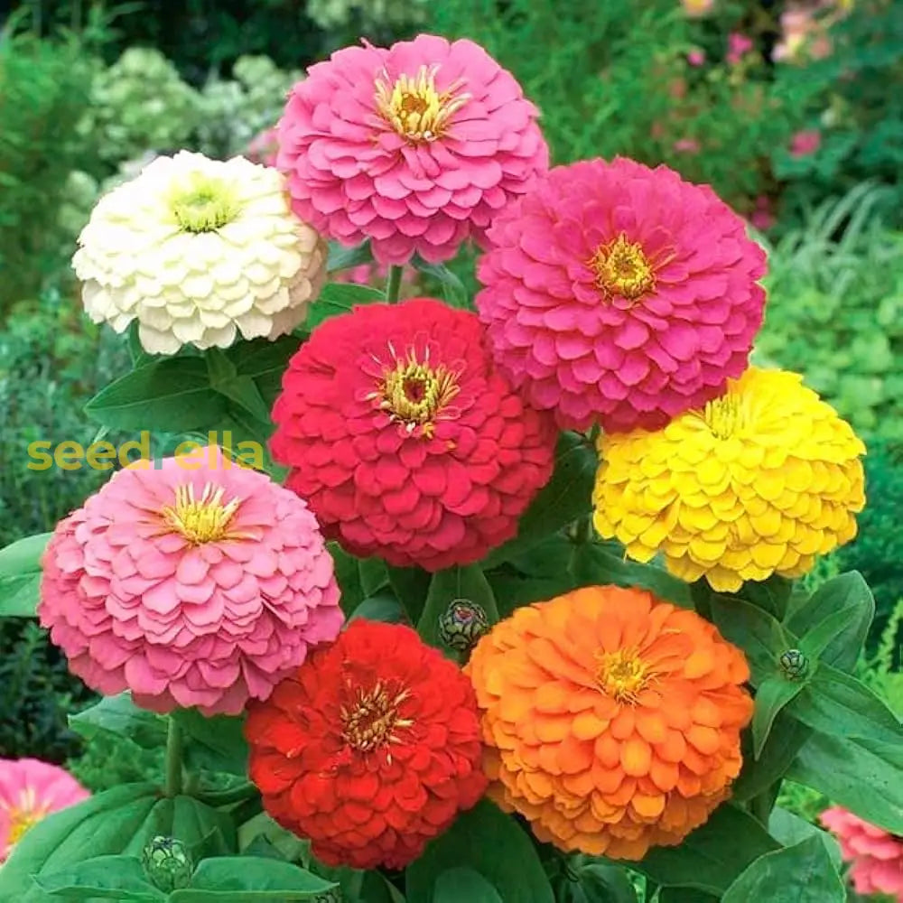 Zinnia Planting Flower Seeds Dark Yellow - For Colorful Blooms In Any Garden