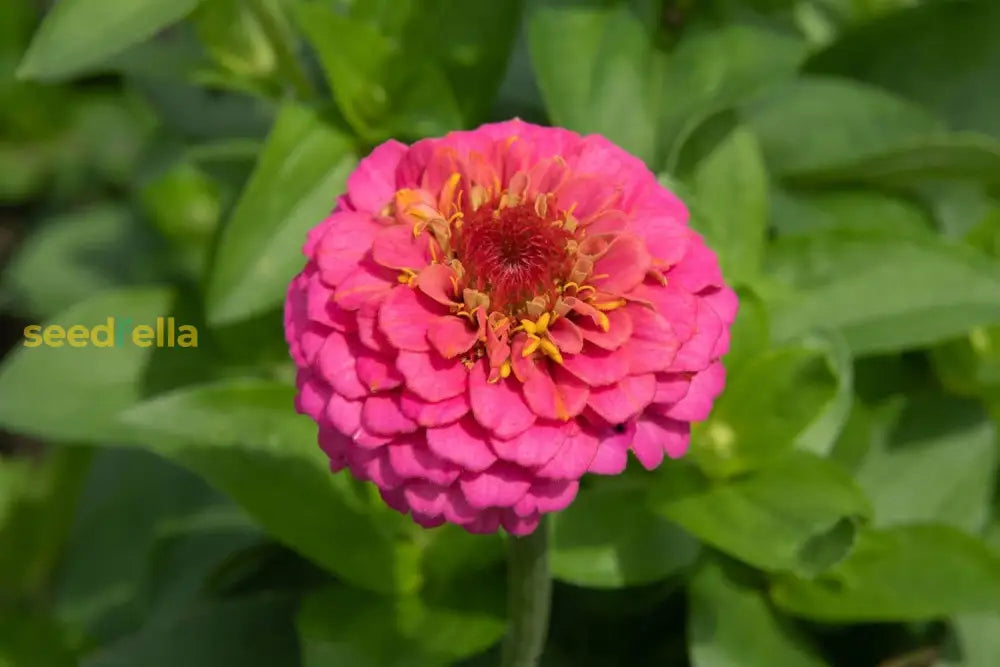 Zinnia Planting Flower Seeds Red Purple For Perfect