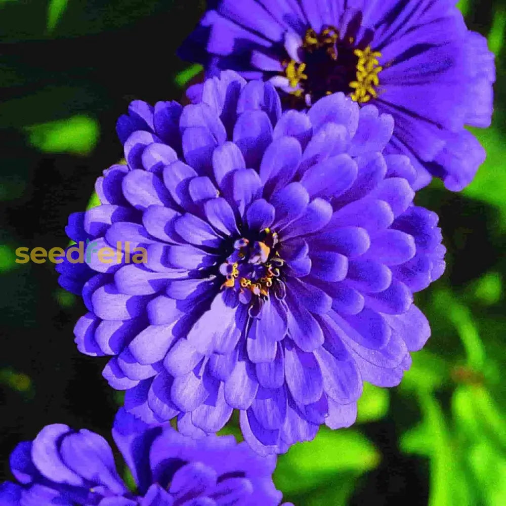 Zinnia Planting Flower Seeds Sky Blue Yellow For -Colors And Charming Blooms