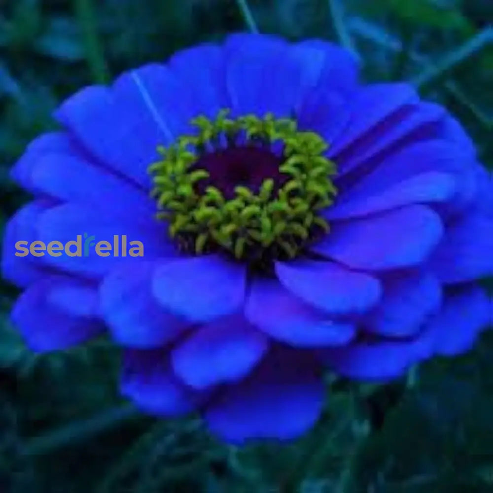 Zinnia Planting Flower Seeds Sky Blue Yellow For -Colors And Charming Blooms