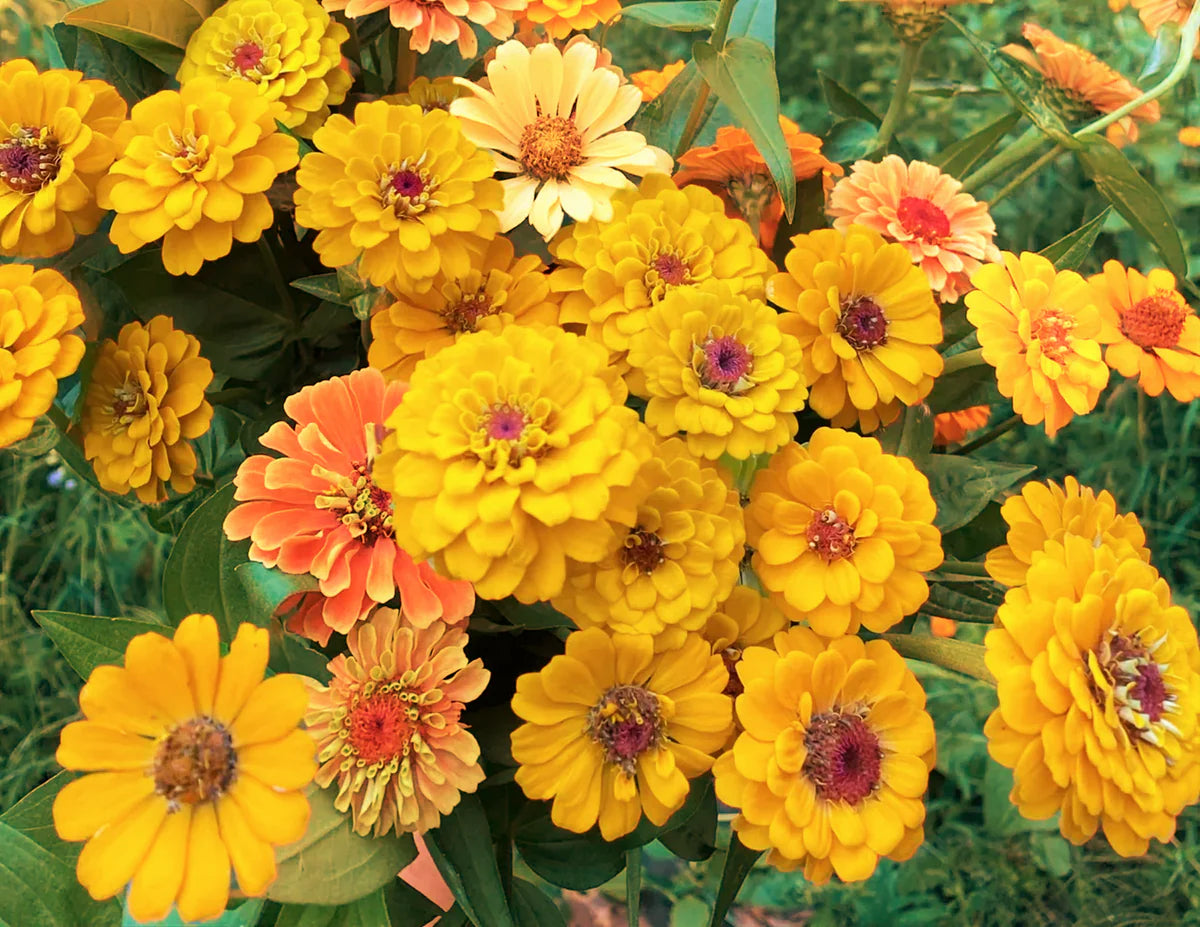 How to Plant Radiant Yellow Zinnia Seeds