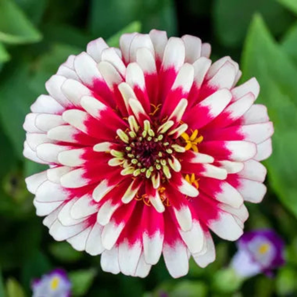 Zinnia Seeds in bright white and pink for garden planting