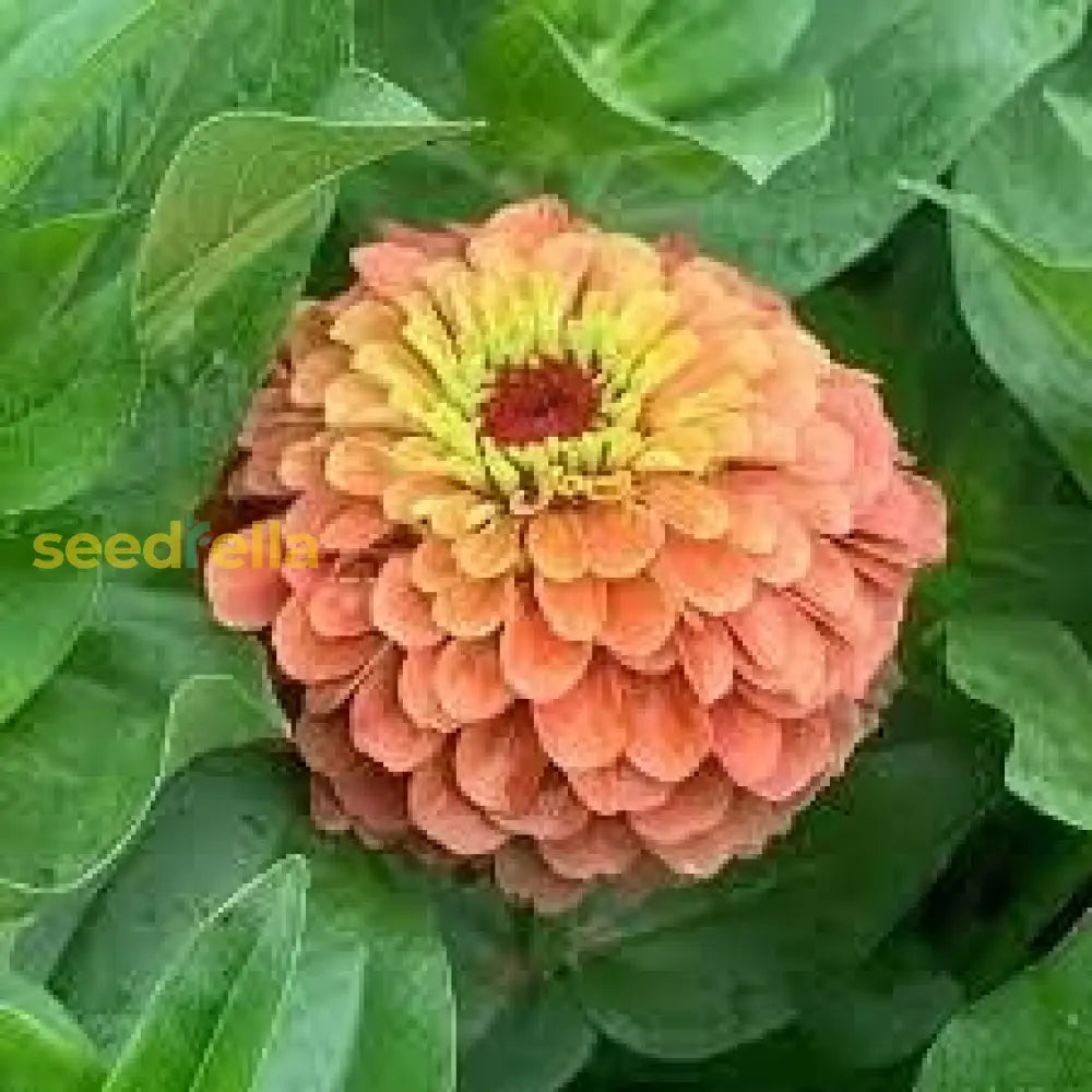 Zinnia Seeds In Rich Brown Red Shades To Add Warmth Your Space Flower