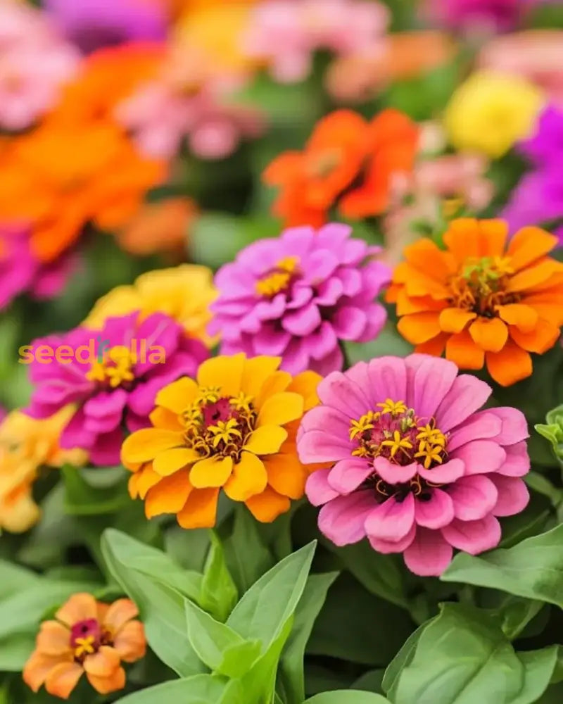 Zinnia Seeds In Rich Brown Red Shades To Add Warmth Your Space Flower