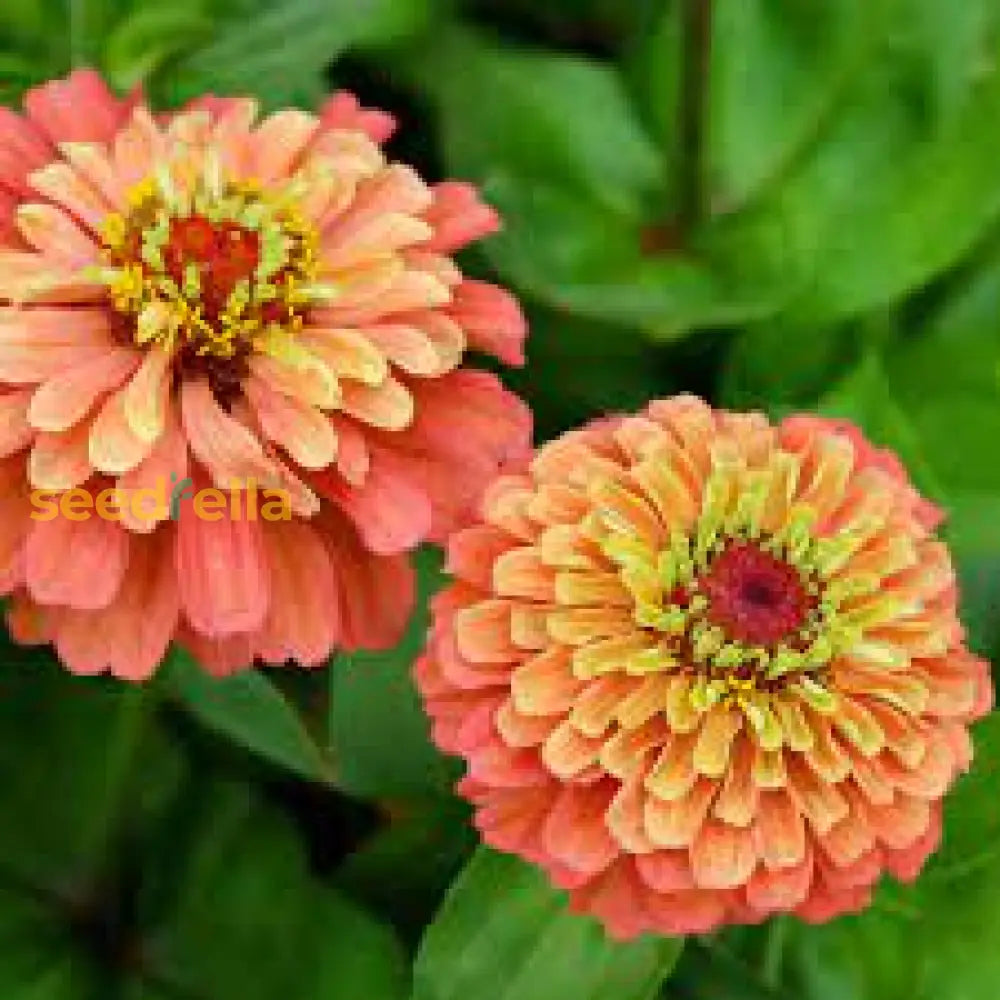 Zinnia Lime Orange seeds for borders and garden beds
