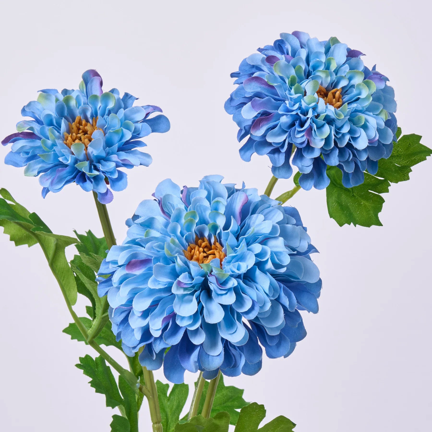 Zinnia Sky Blue & Yellow Flower Seeds for Planting
