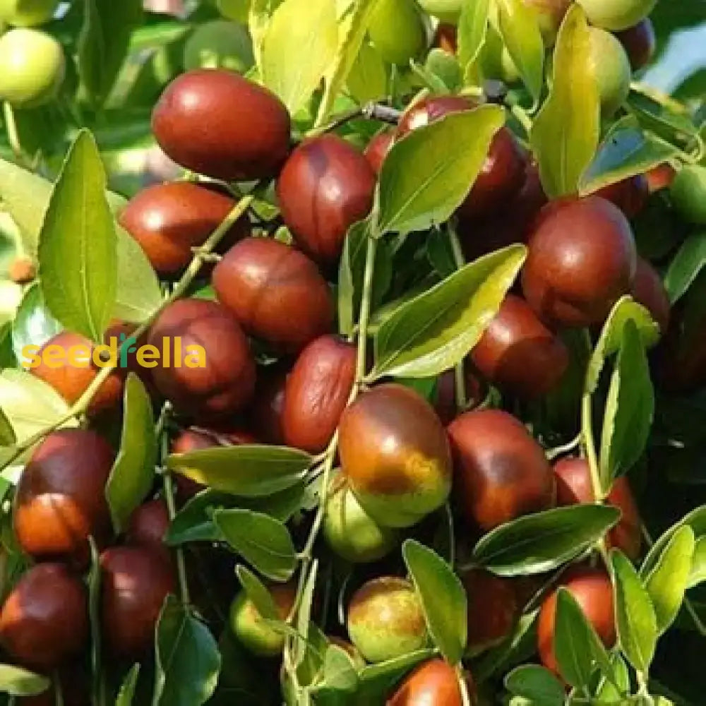 Ziziphus Jujube Fruit Seeds: Comprehensive Planting Guide Seeds