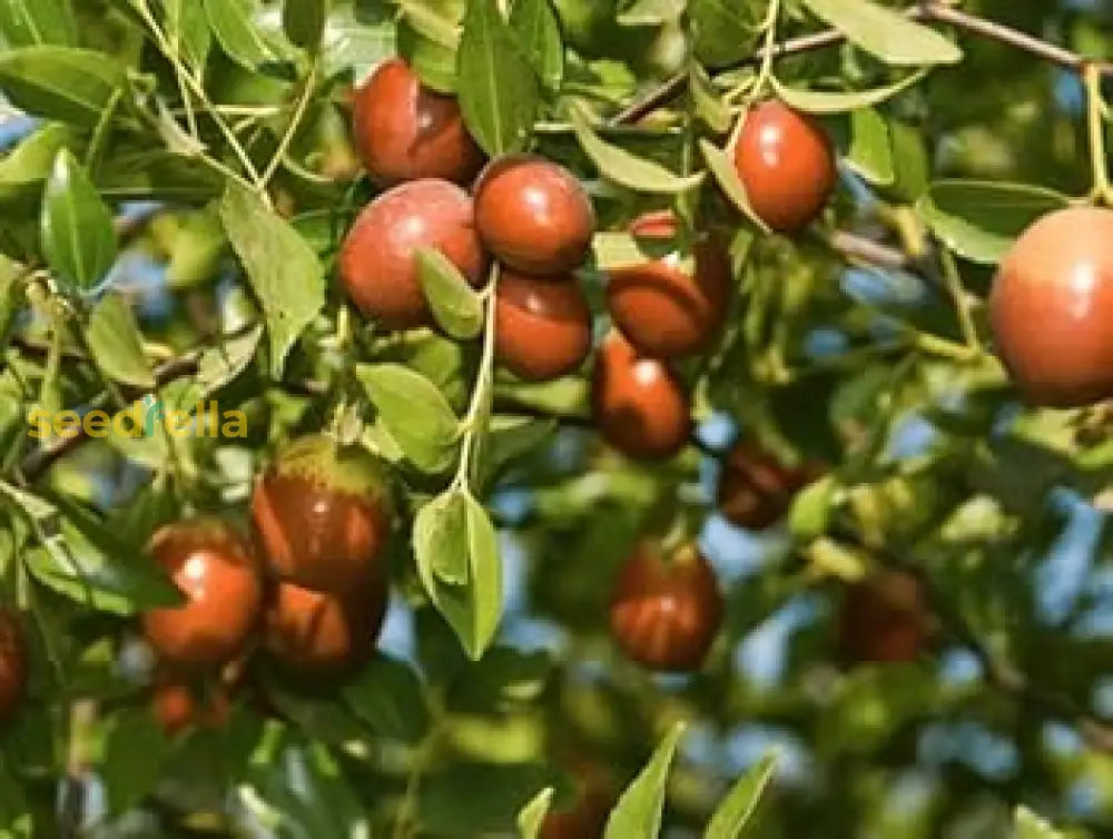 Ziziphus Jujube Tree Growing in Garden, Healthy Jujube Tree with Fruit