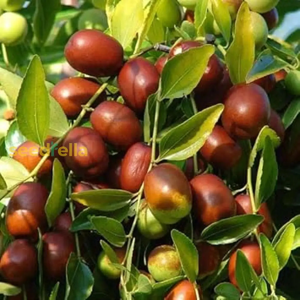 Ziziphus Jujube Fruit Seeds for Planting, Comprehensive Guide for Growing Jujube Trees