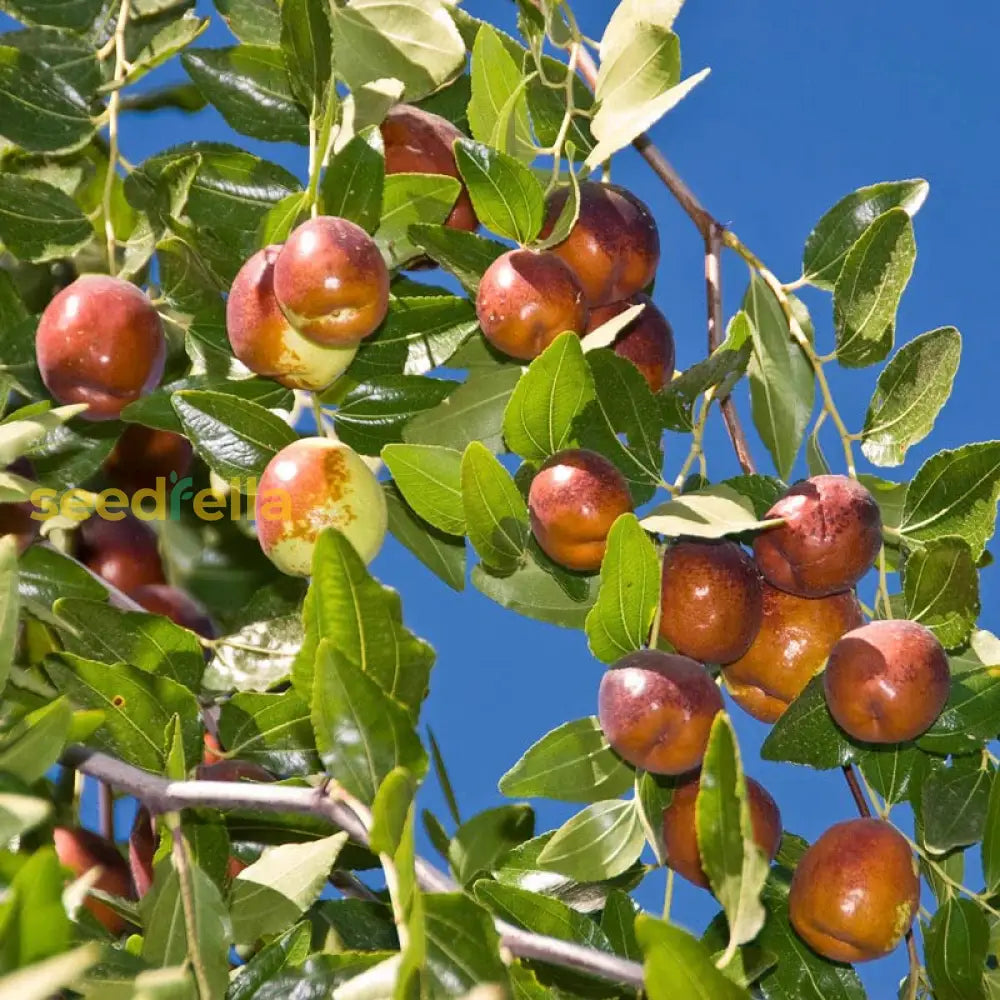 Step-by-Step Planting Guide for Ziziphus Jujube Seeds in Your Backyard Garden
