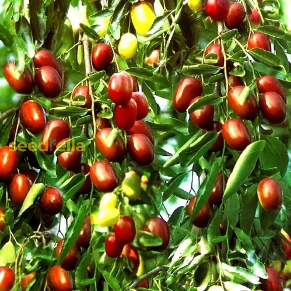 Ziziphus Mauritiana Fruit Seeds For Planting - Seed Thriving Jujube Trees In Your Garden