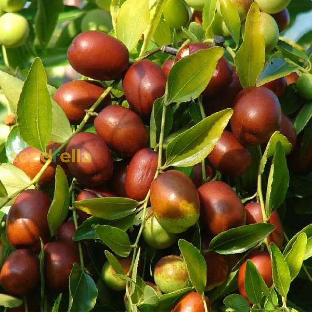 Ziziphus Mauritiana Fruit Seeds For Planting - Seed Thriving Jujube Trees In Your Garden