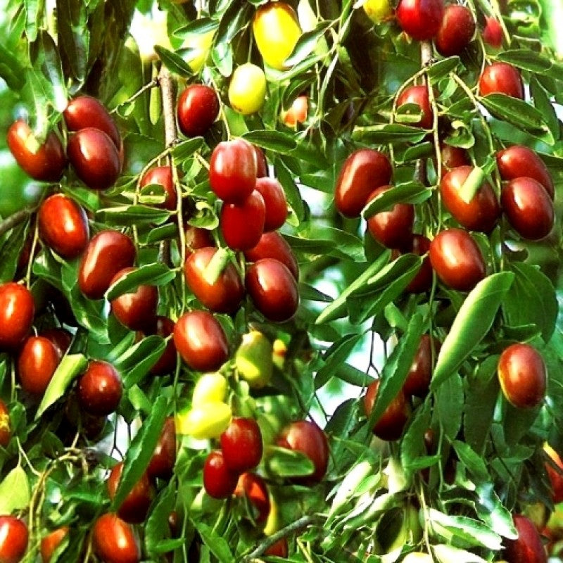 Ziziphus mauritiana fruit seeds for planting jujube trees