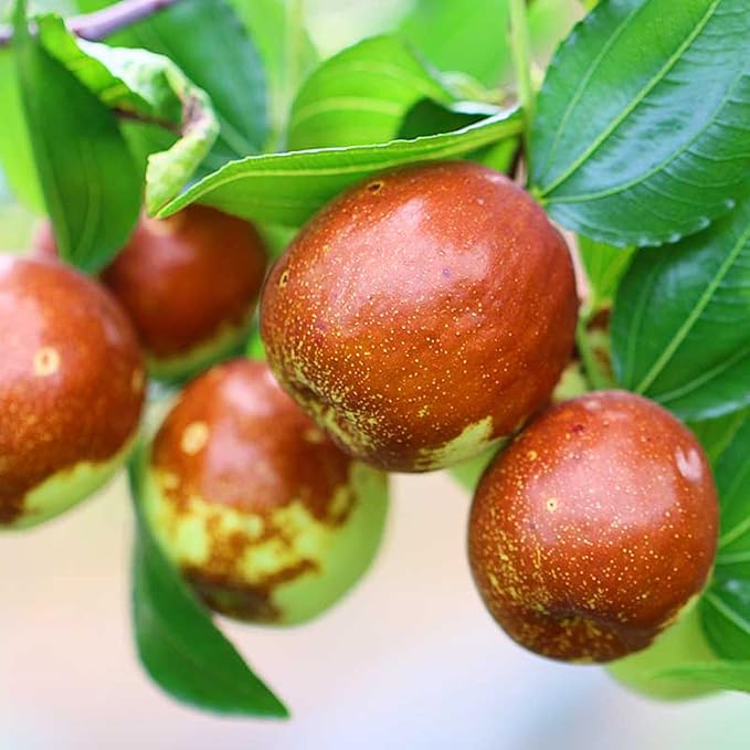 Indian Jujube tree growing in garden