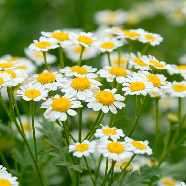 Zloty Lan Chamomile seeds Matricaria chamomilla daisy flowers