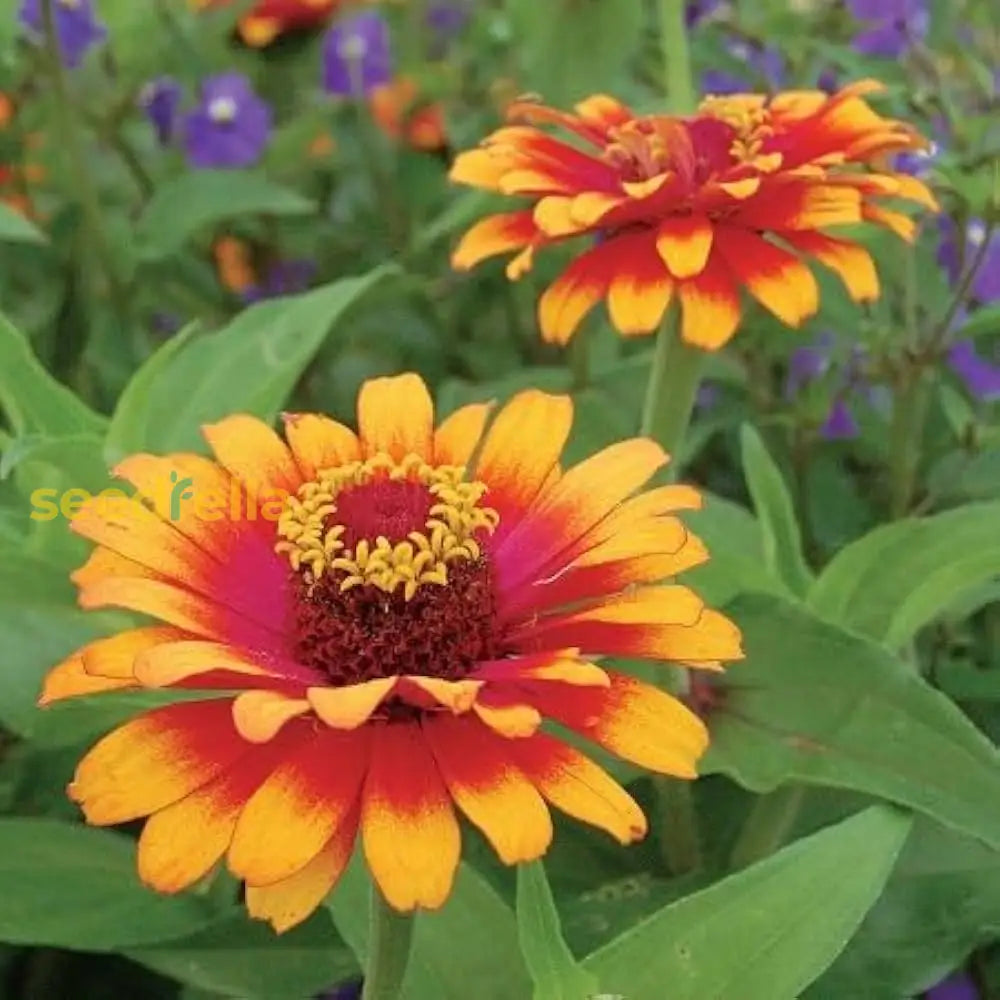 Zowie Flower Planting Seeds For Vibrant Blooms And Thriving Gardens - Seed Your Colorful Floral