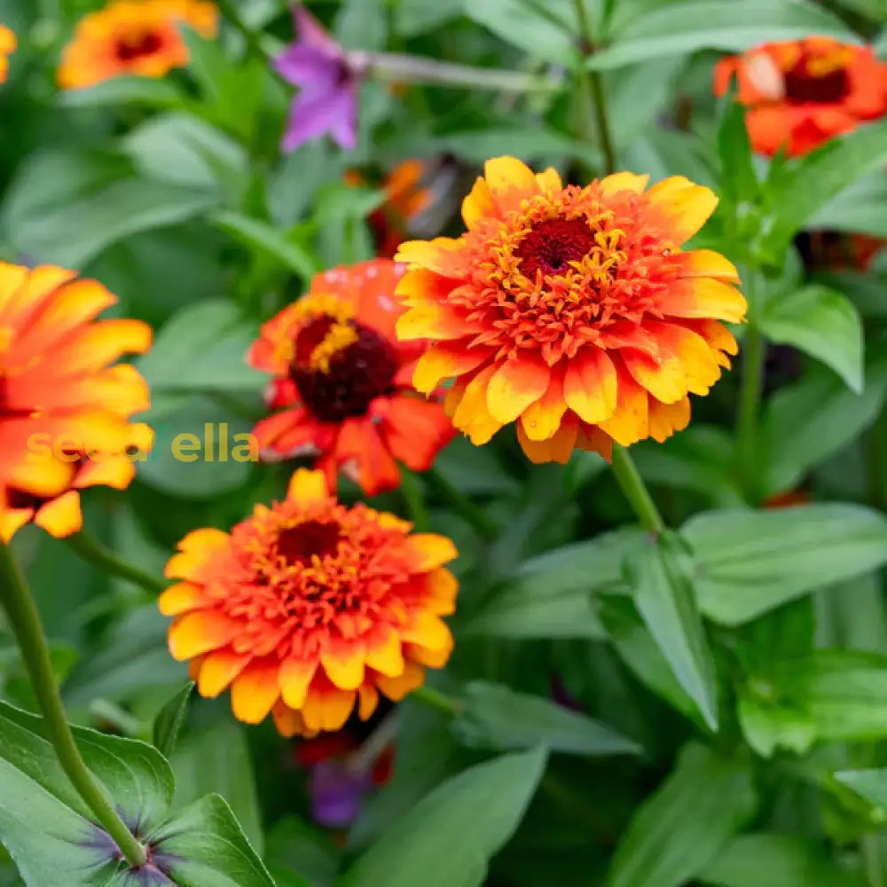 Zowie Flower Planting Seeds For Vibrant Blooms And Thriving Gardens - Seed Your Colorful Floral