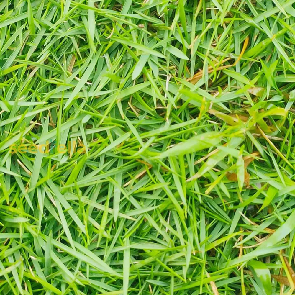 Zoysia Grass Warm-Season Dense Carpet-Like Growth Fine Texture And Overall Durability For Lawns