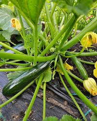 Zucchini seeds growing guide