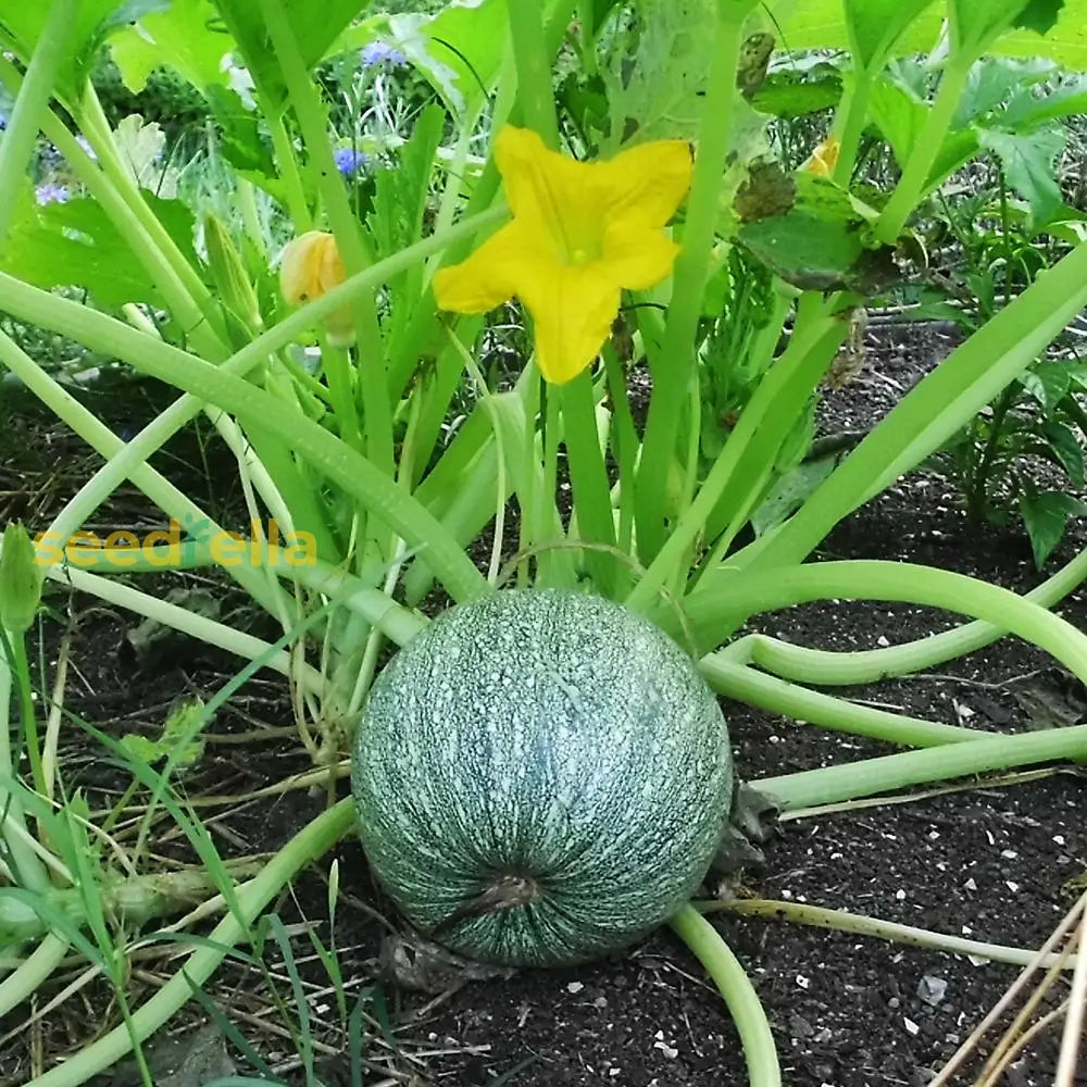 Zucchini seeds growing guide