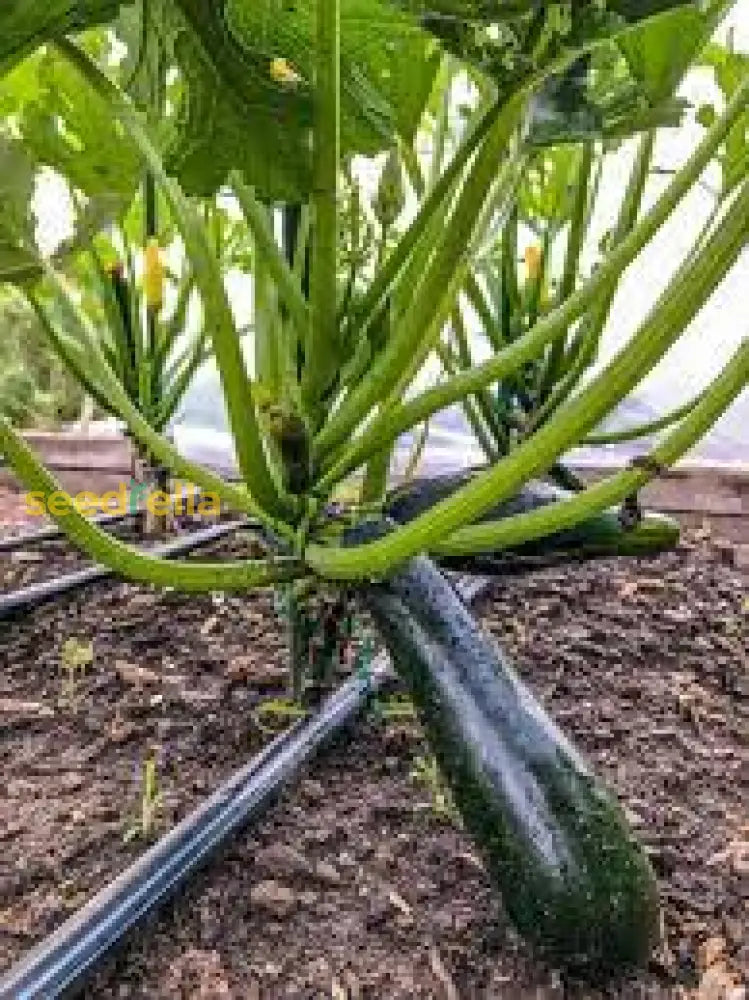 Zucchini Vegetable Seeds: Perfect For Home Planting Seeds