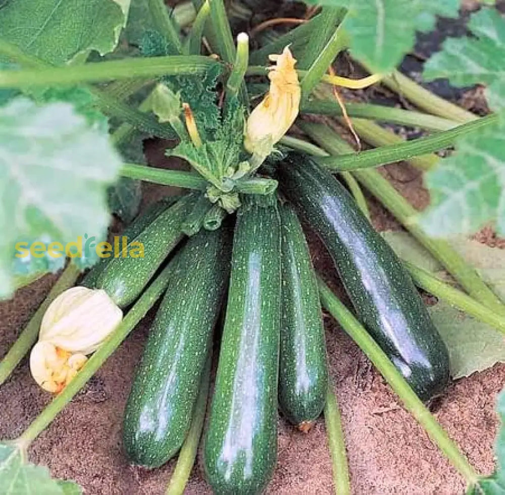 Zucchini Vegetable Seeds: Perfect For Home Planting Seeds