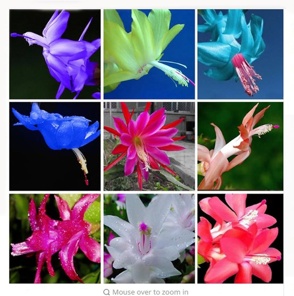 Colorful Zygocactus flowers displayed indoors