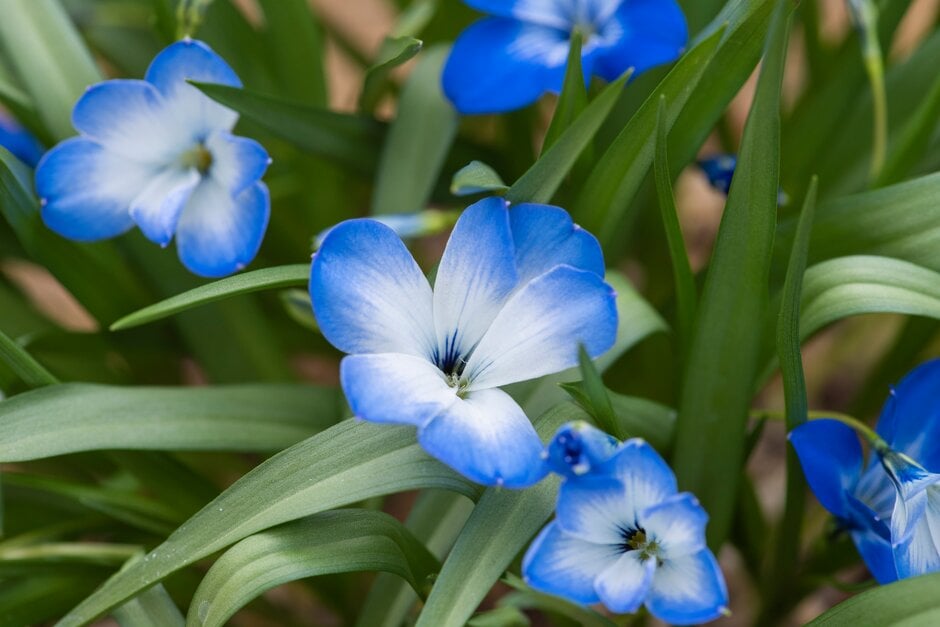 Blue Zygocactus Truncatus flowers growing in pots