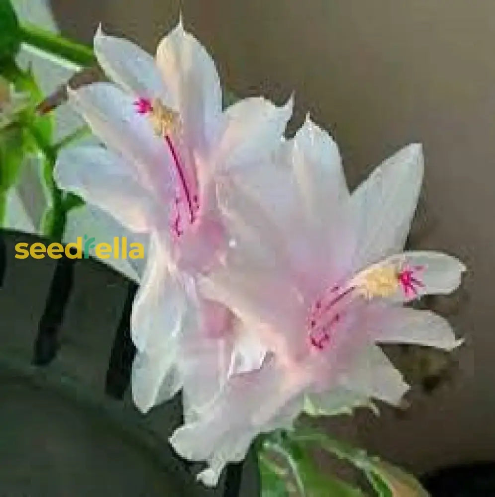 Zygocactus Schlumbergera Seeds - Seed For Thriving Indoor Cacti Growth Flower