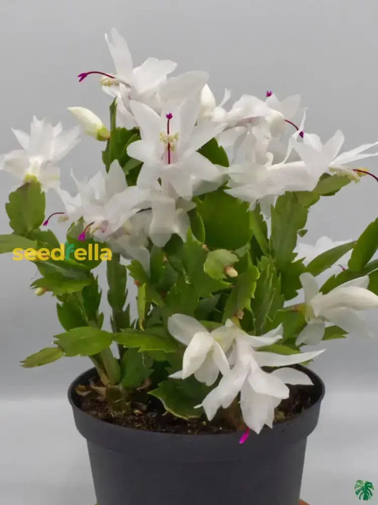 Zygocactus Schlumbergera Seeds - Seed For Thriving Indoor Cacti Growth Flower