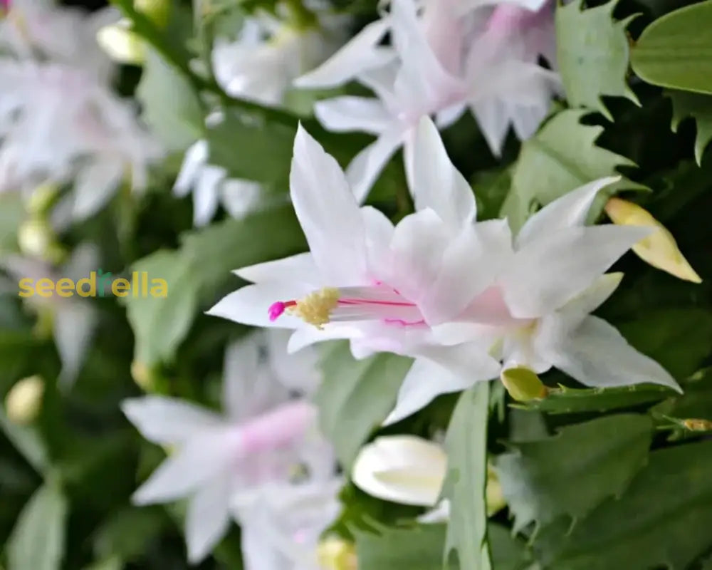 Zygocactus Schlumbergera Seeds