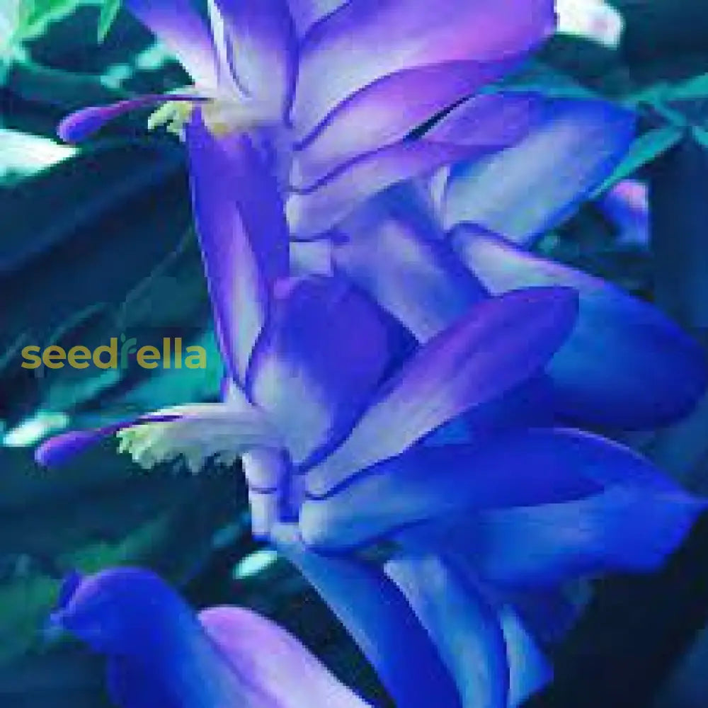 Zygocactus Truncatus Blue Flower Seeds For Vibrant Garden Planting