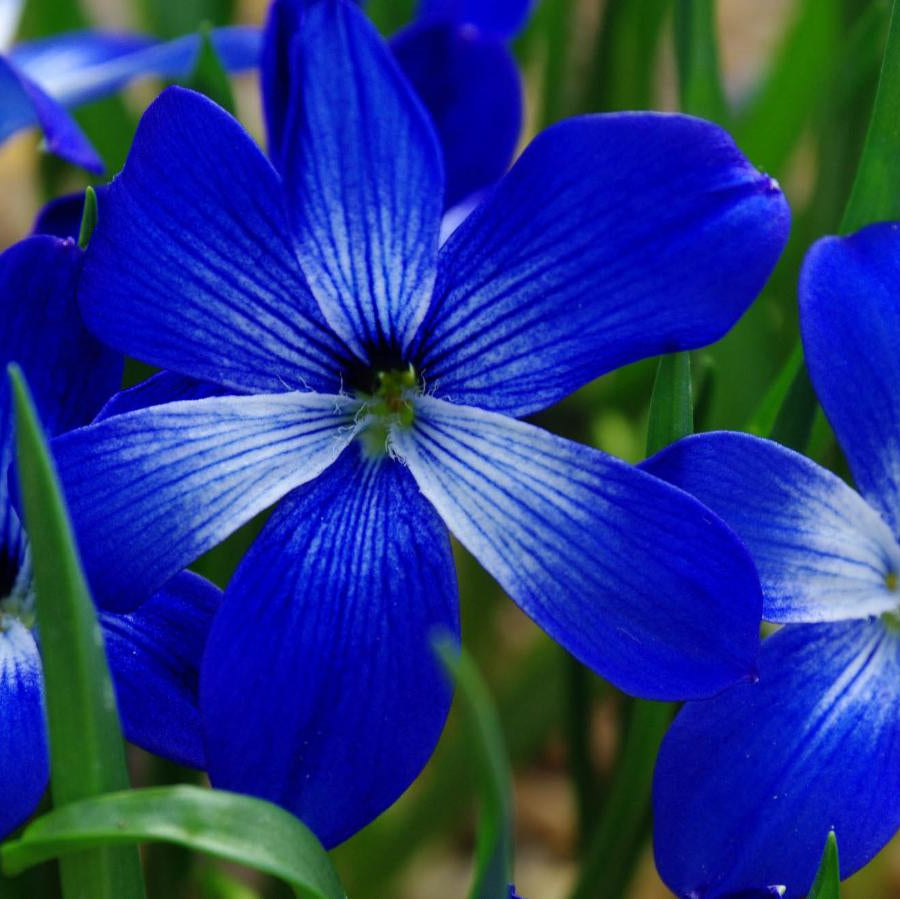 Zygocactus Truncatus Blue Flower Seeds for Vibrant Garden Planting