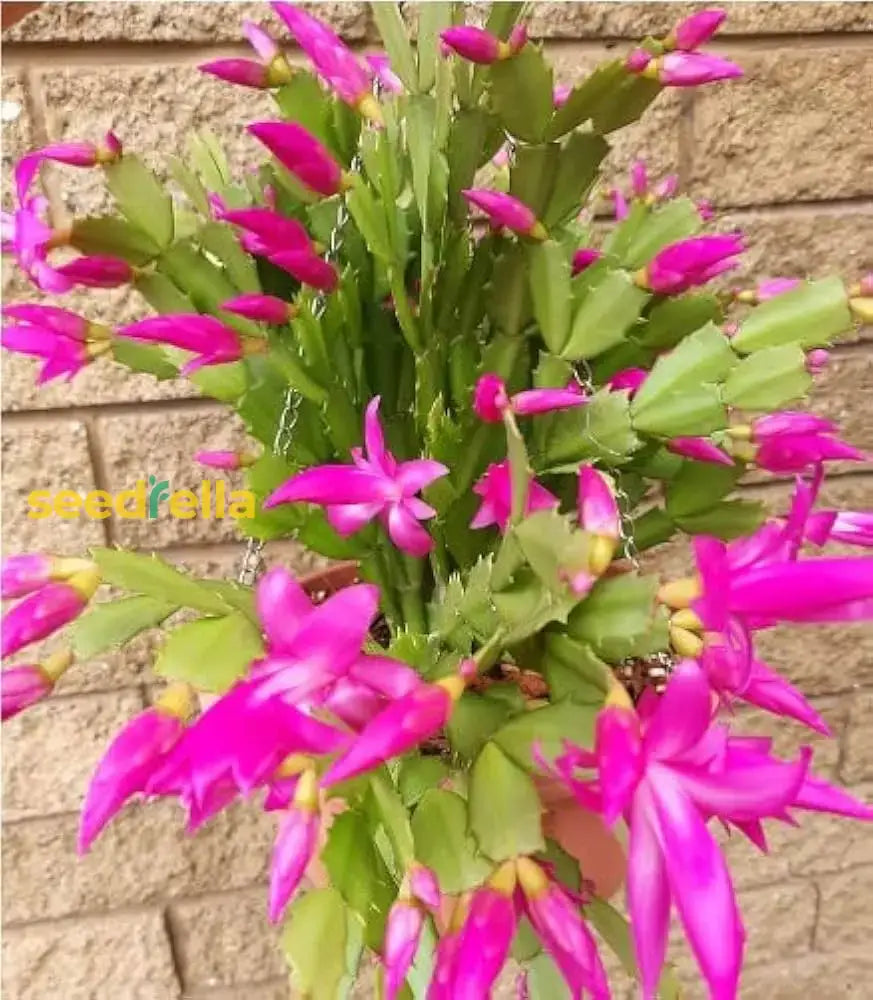 Zygocactus Truncatus Dark Pink Flower Seeds For Planting In Gardens - Easy To Grow Flowering Cactus