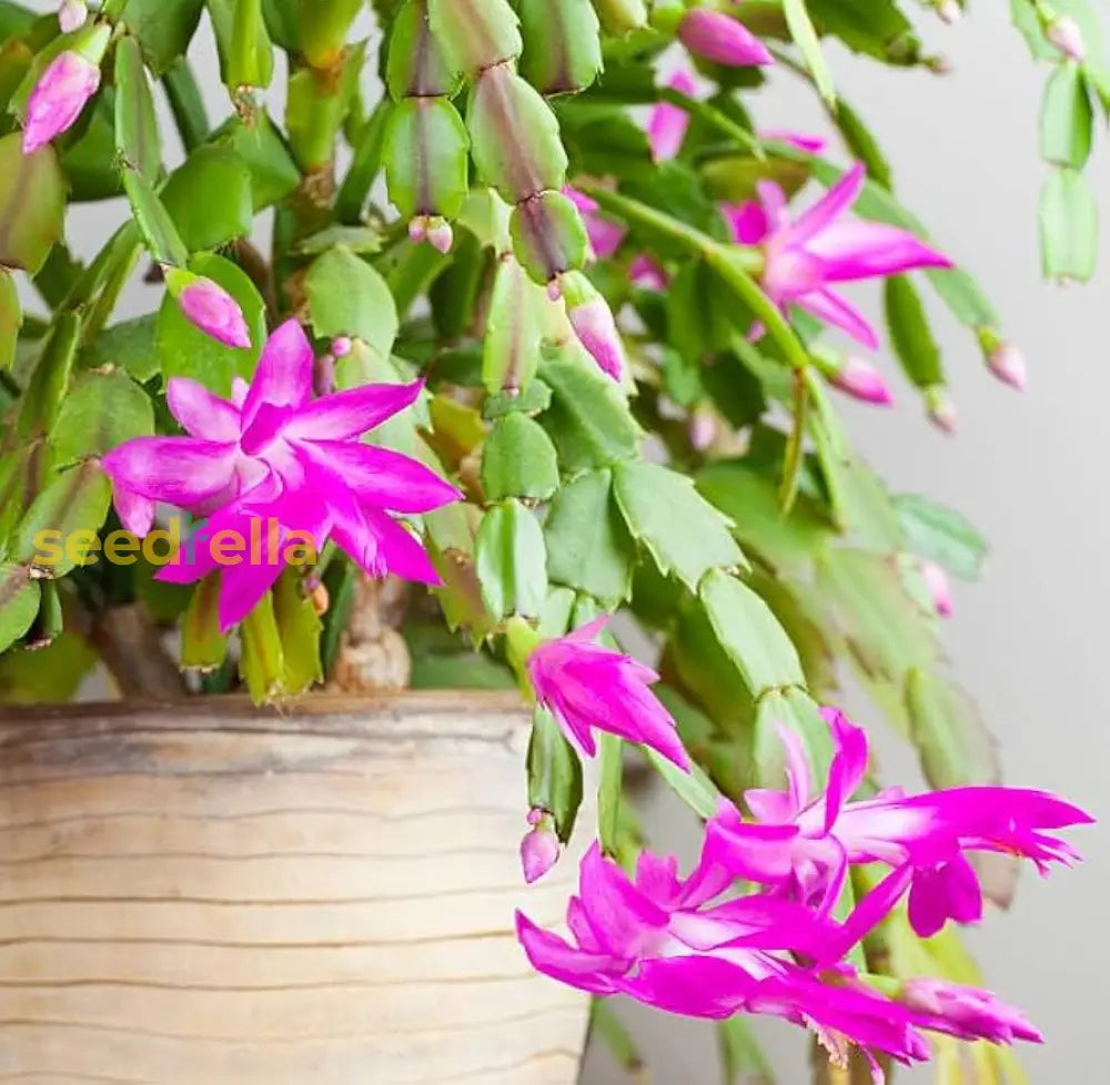 Zygocactus Truncatus Dark Pink Flower Seeds For Planting In Gardens - Easy To Grow Flowering Cactus