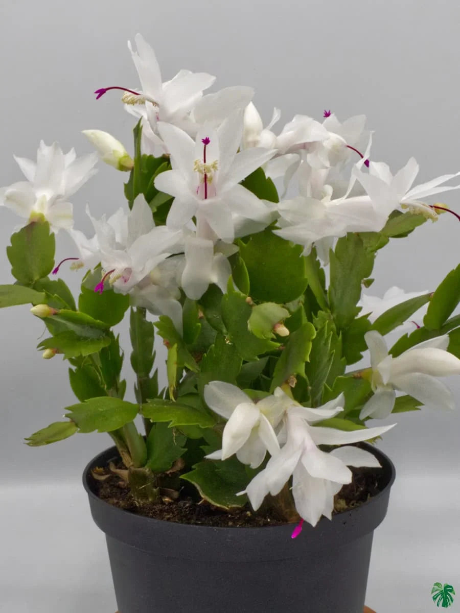 Exotic Zygocactus Truncatus Flower Seeds for Home and Garden Use