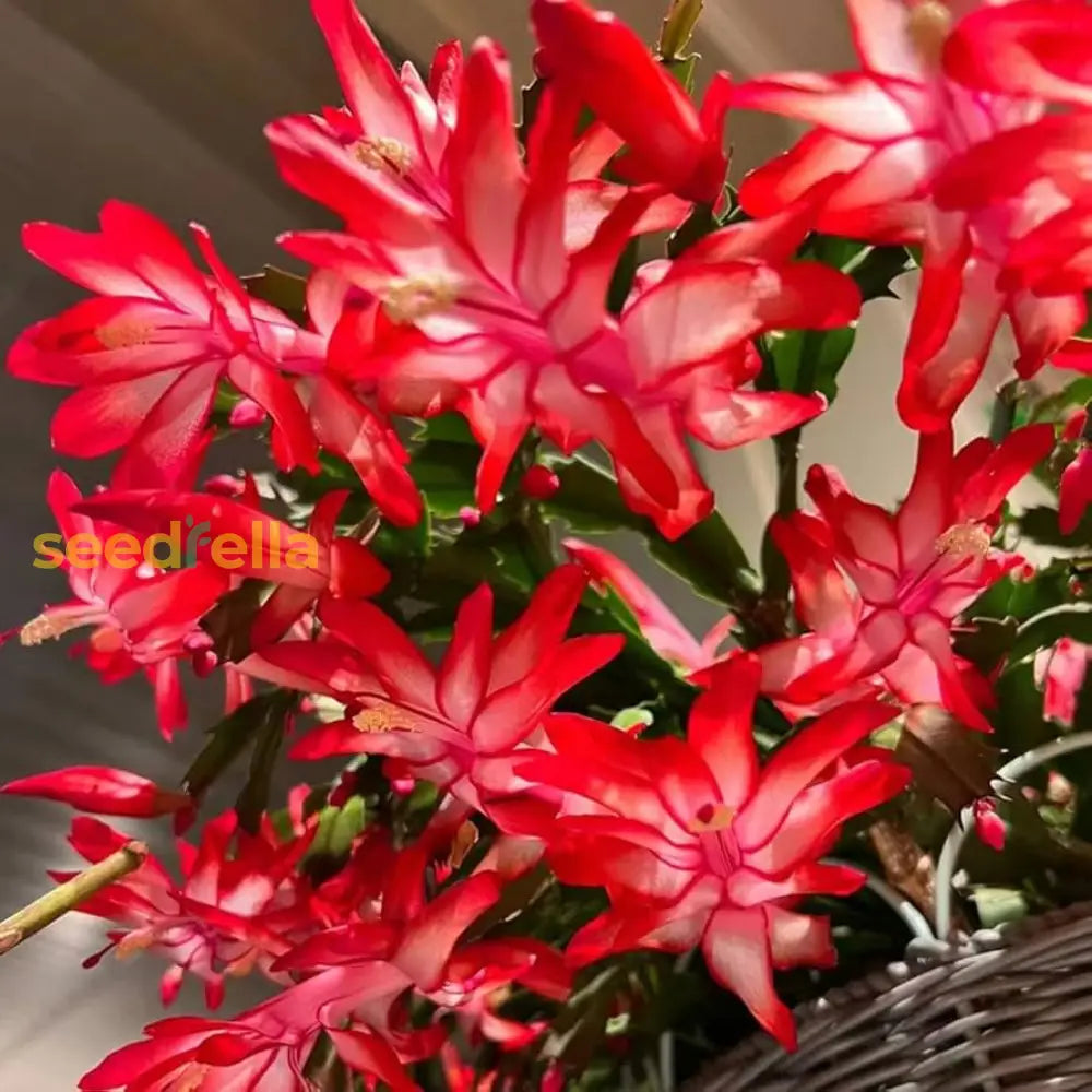 Zygocactus Truncatus Flower Seeds For Easy Planting