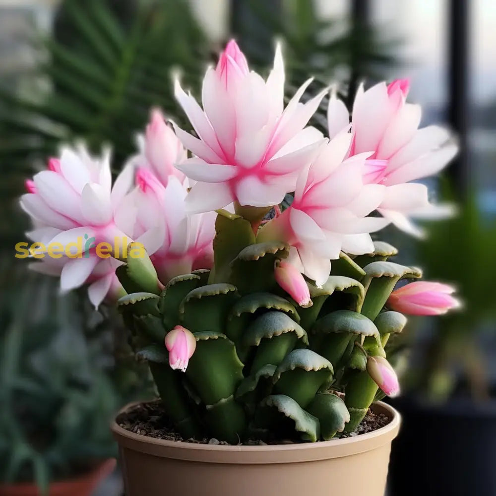 Zygocactus Truncatus Seeds For Festive Planting Flower