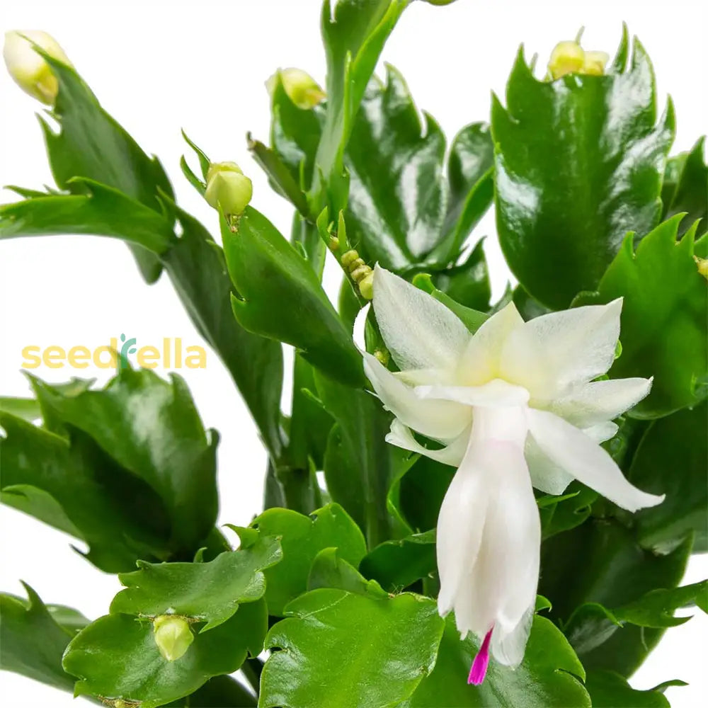 Zygocactus Truncatus White Flower Seeds For Planting | Exotic Garden